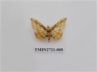 藏品(尺蛾272)的圖片